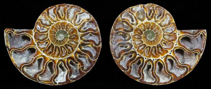 Polished Ammonite Pair - Deep Crystal Pockets #59431